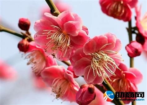 香水梅換盆時間|梅花的生態習性如何？怎樣栽培管理？